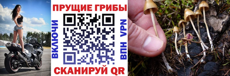 Галлюциногенные грибы Psilocybe  Купить  Сыктывкар 